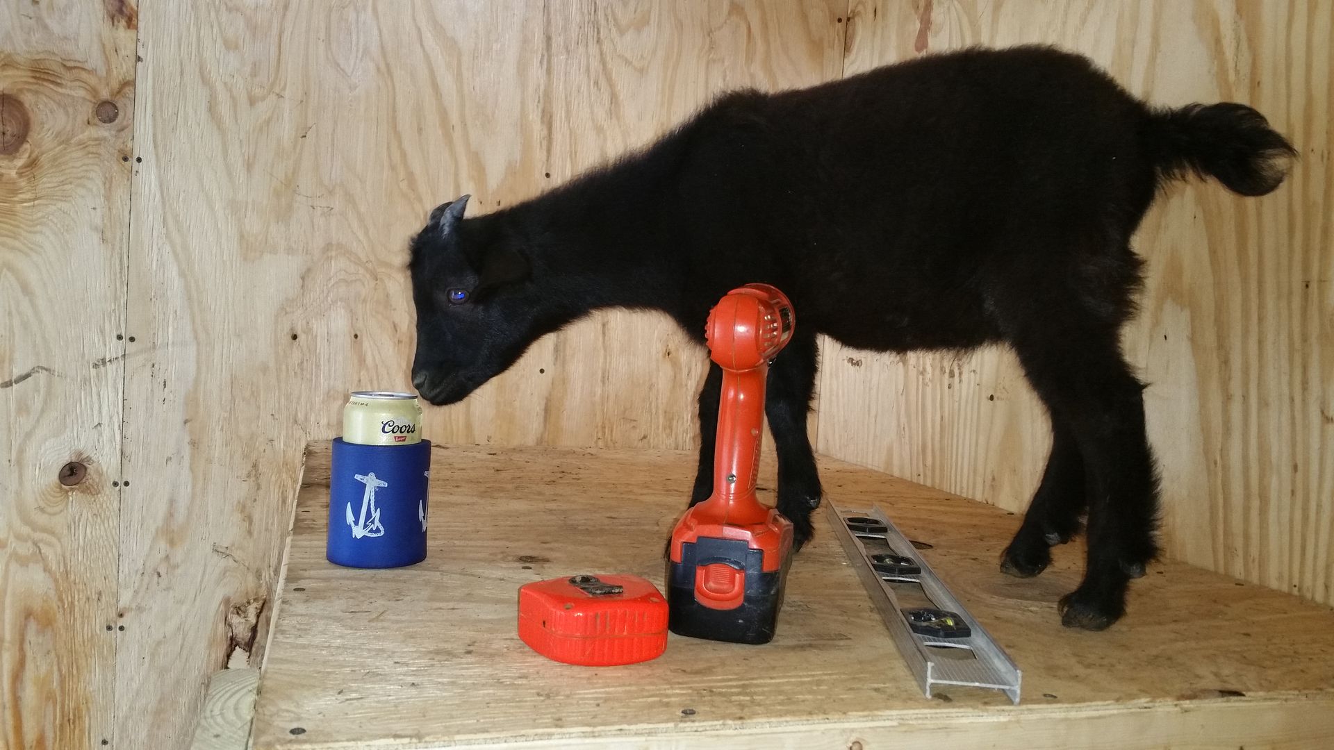 How do goats drink water?? The Goat Spot Forum